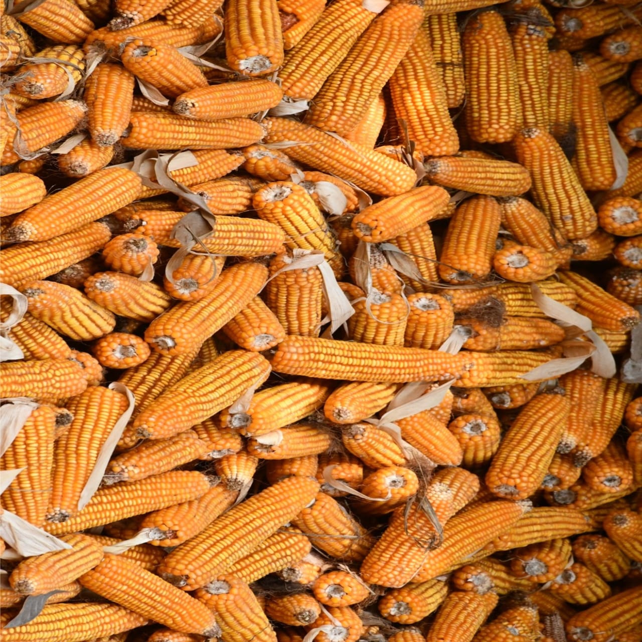 Corn