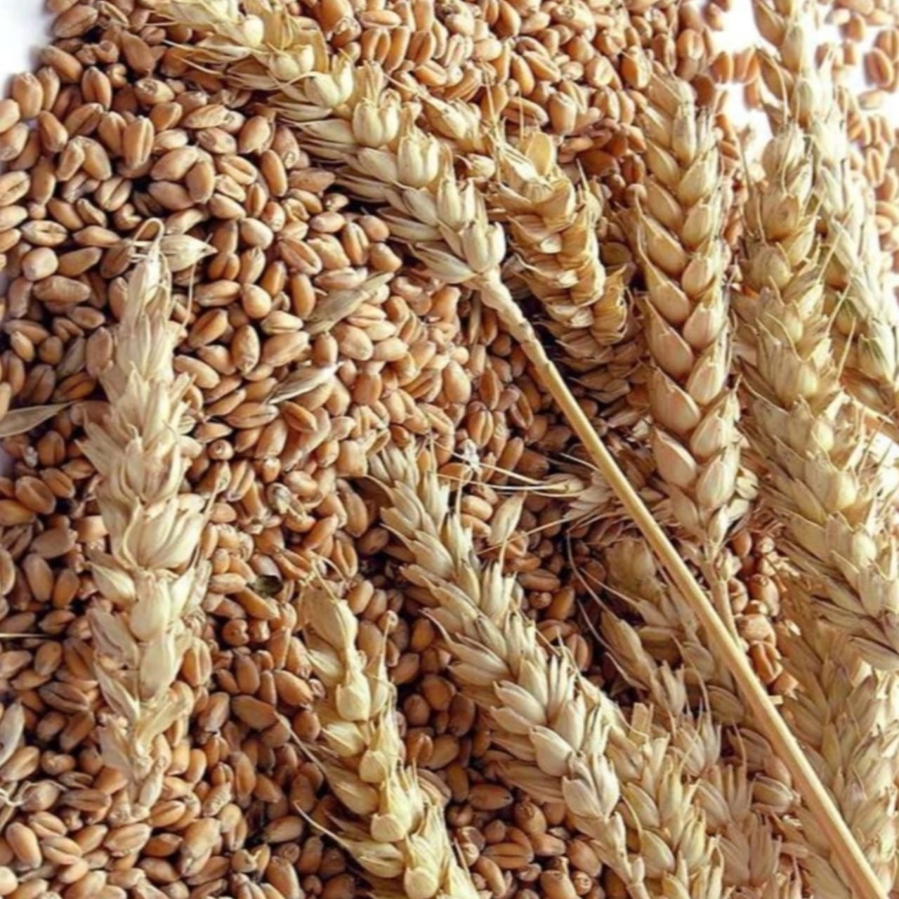 Wheat